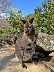 「動物園で春のベビーラッシュ到来！伊豆シャボテン動物公園に6種の赤ちゃんが続々誕生」の写真