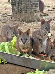 「動物園で春のベビーラッシュ到来！伊豆シャボテン動物公園に6種の赤ちゃんが続々誕生」の写真