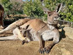 「動物園で春のベビーラッシュ到来！伊豆シャボテン動物公園に6種の赤ちゃんが続々誕生」の写真