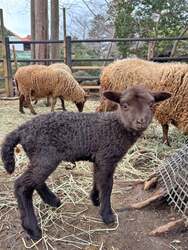 「動物園で春のベビーラッシュ到来！伊豆シャボテン動物公園に6種の赤ちゃんが続々誕生」の写真