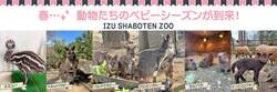 「動物園で春のベビーラッシュ到来！伊豆シャボテン動物公園に6種の赤ちゃんが続々誕生」の写真