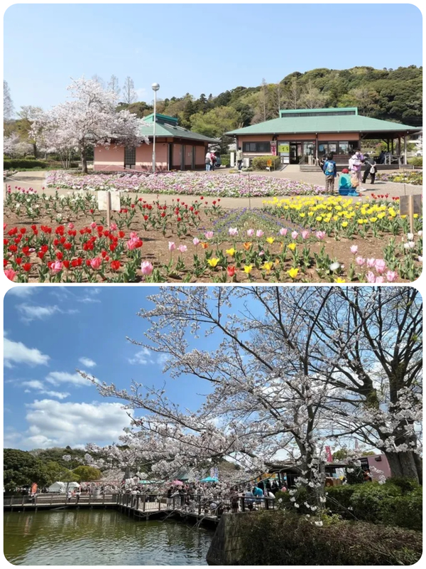 第36回 袖ケ浦公園まつり