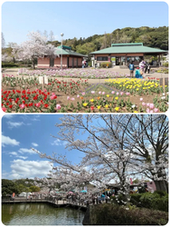 第36回 袖ケ浦公園まつり