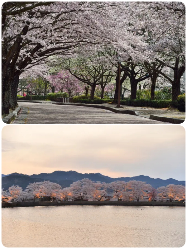 2026亀岡さくらウィーク