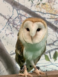 スペシャルイベント_ふれあい動物園