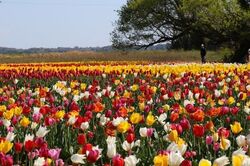 2026稲敷チューリップまつり