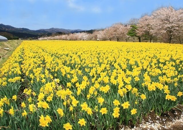 第17回 東吾妻町すいせん祭り