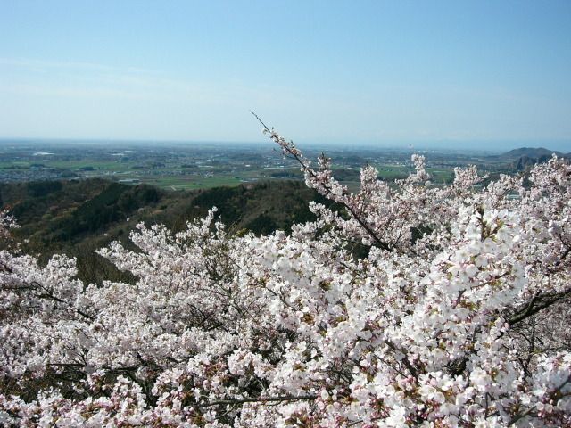 太平山 桜まつり