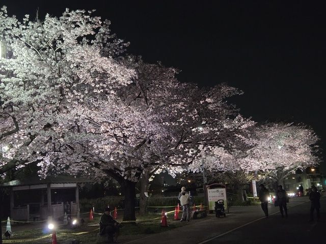 第36回 柴又さくらまつり（柴又さくらまつり実行委員会）