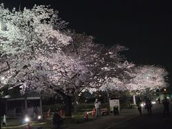 第36回 柴又さくらまつり（柴又さくらまつり実行委員会）