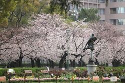 鶴舞公園 桜まつり2026