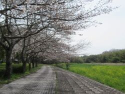 さくらまつり in 妹背の里