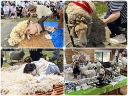 ひつじフェスタ