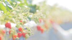 「自分で採ったいちごでピザ作り。里山の春を満喫する特別体験が千葉・八街で　温泉も！」の写真