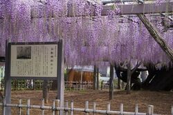 加須市騎西藤まつり（加須市）
