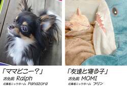 「つむぱぱ工作室にペット写真展も！GWは玉川高島屋S.C.へ　親子イベント盛りだくさん」の写真