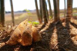 「たけのこ掘り＆ランチ＆みずてっぽう作りも！茨城で大人気イベント　春の自然を五感で」の写真
