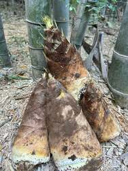 「たけのこ掘り＆ランチ＆みずてっぽう作りも！茨城で大人気イベント　春の自然を五感で」の写真