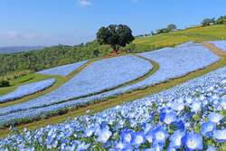 マザー牧場「ネモフィラの花畑」（過去の満開時の様子）