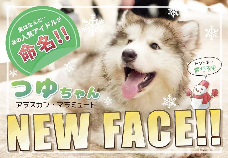 動物たちが暮らす森 アニミル