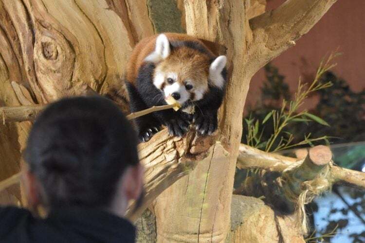 かわいいレッサーパンダの「さくら」ちゃんにおやつをあげよう