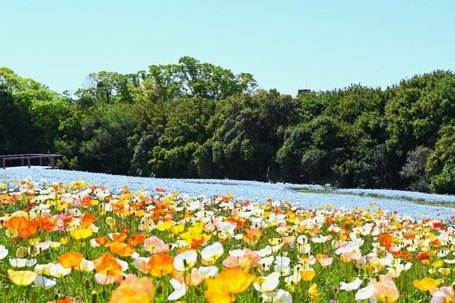 万博記念公園 ポピー・ネモフィラフェスタ（万博記念公園マネジメント・パートナーズ）