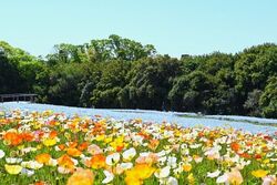 万博記念公園 ポピー・ネモフィラフェスタ（万博記念公園マネジメント・パートナーズ）
