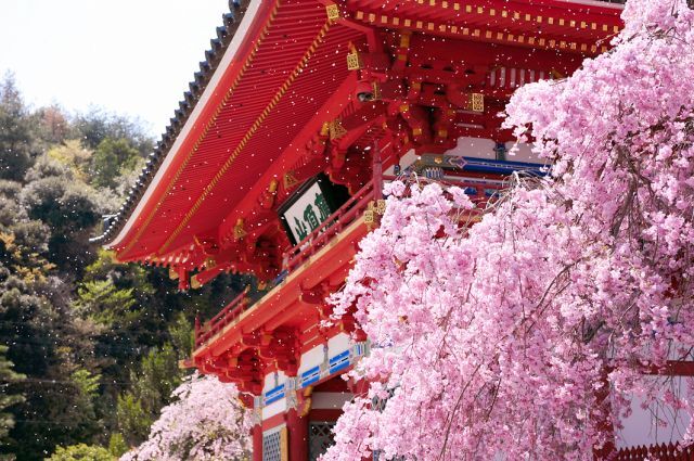 勝尾寺 さくらまつり（勝尾寺）