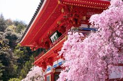 勝尾寺 さくらまつり（勝尾寺）