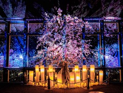 「TOKYO TOWER CITY LIGHT FANTASIA - Spring Concerto 2026 -」
