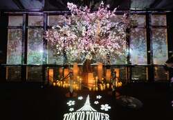 「333匹の鯉のぼりと夜桜マッピングが登場！　東京タワーで楽しむGWの特別プログラム」の写真