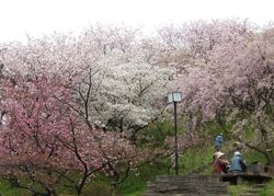 日本国花苑さくらまつり