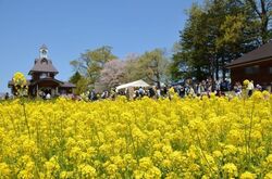 第43回 いいやま菜の花まつり