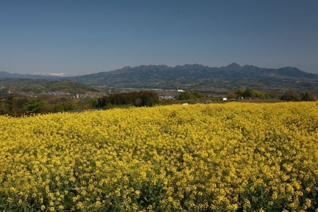 第25回 鼻高展望花の丘 菜の花祭り