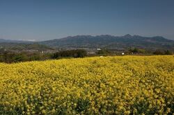 第25回 鼻高展望花の丘 菜の花祭り