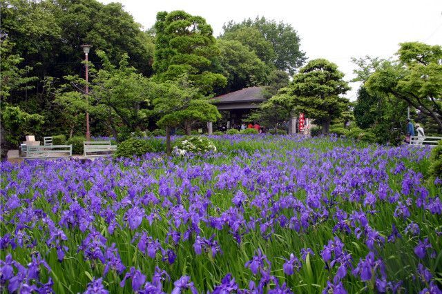 史跡八橋かきつばたまつり（知立市観光協会）
