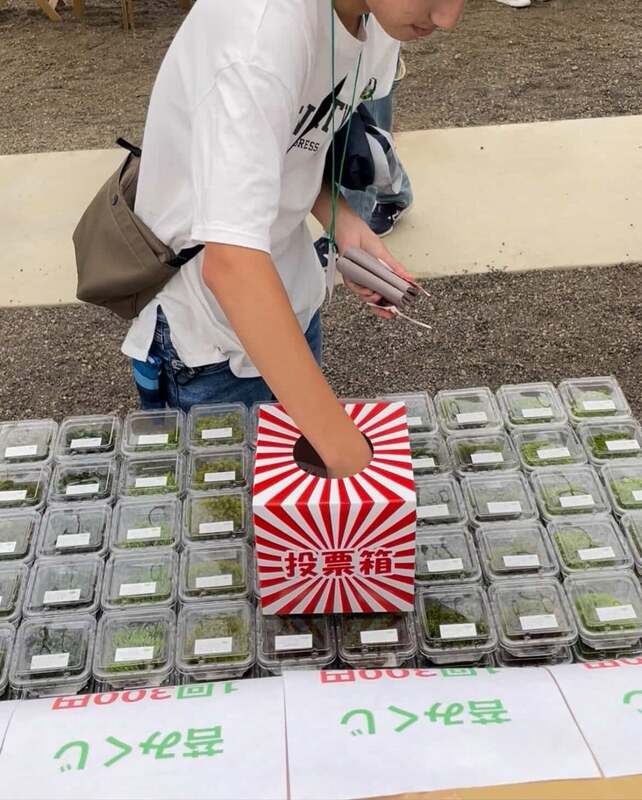 前回も大人気だった「苔みくじ」