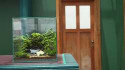苔テラリウム作品の展示も