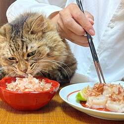 愛猫と一緒に幸せお食事タイム