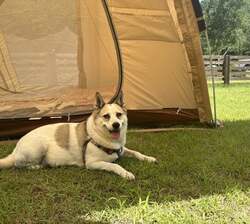 「キャンプやサウナ、愛犬との宿泊も！避暑地としても人気の施設が群馬・みなかみで営業」の写真