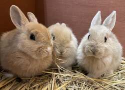 「GWは動物とふれあい＆謎解き体験を楽しもう！ 入場無料のイベントがアトレ亀戸で開催」の写真