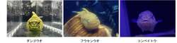 「バラに彩られたペンギンパレードに注目。入島無料の八景島シーパラダイスで春の花満喫」の写真