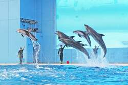 「バラに彩られたペンギンパレードに注目。入島無料の八景島シーパラダイスで春の花満喫」の写真