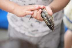 「魚のつかみ取りや林業機械の操縦体験にワクワク！ 森林まつりが岡山・西粟倉村で開催」の写真
