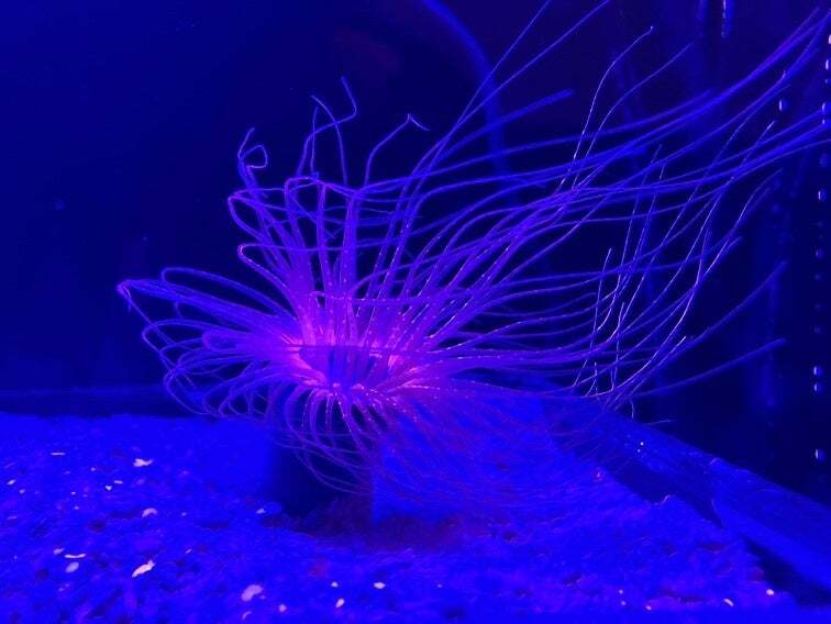 ハナギンチャクの一種