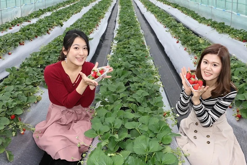 「ストロベリーランド筑西」では、例年GWまでいちご狩りが楽しめます