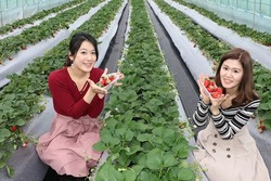 「ストロベリーランド筑西」では、例年GWまでいちご狩りが楽しめます