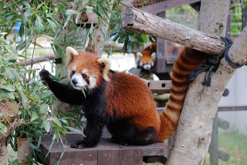 熊本市動植物園からやってきたレッサーパンダの杏香