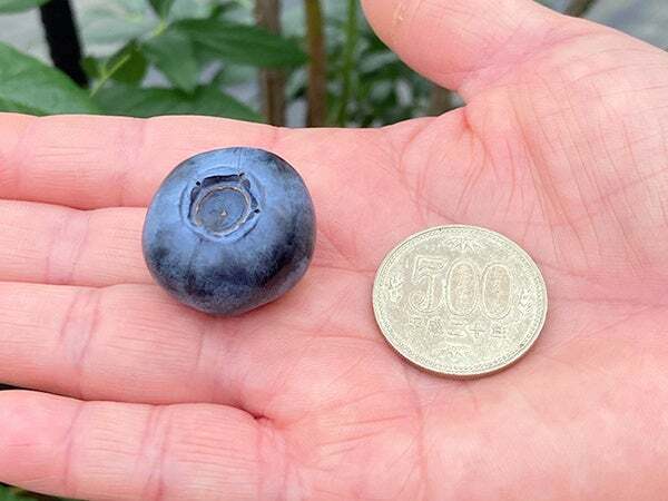 ノーザンハイブッシュ系「スパルタン」