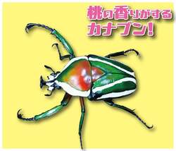 「前売券でお得！200匹のカブトムシと触れ合える昆虫展が名古屋・星ヶ丘三越で開催」の写真